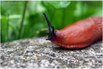 big snail by Kristinaphoto