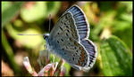 even blue butterflies by Kristinaphoto