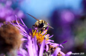 bee