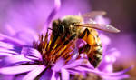 Bee in flower by Kristinaphoto