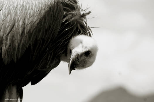 vulture