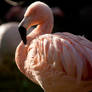 flamingo 06
