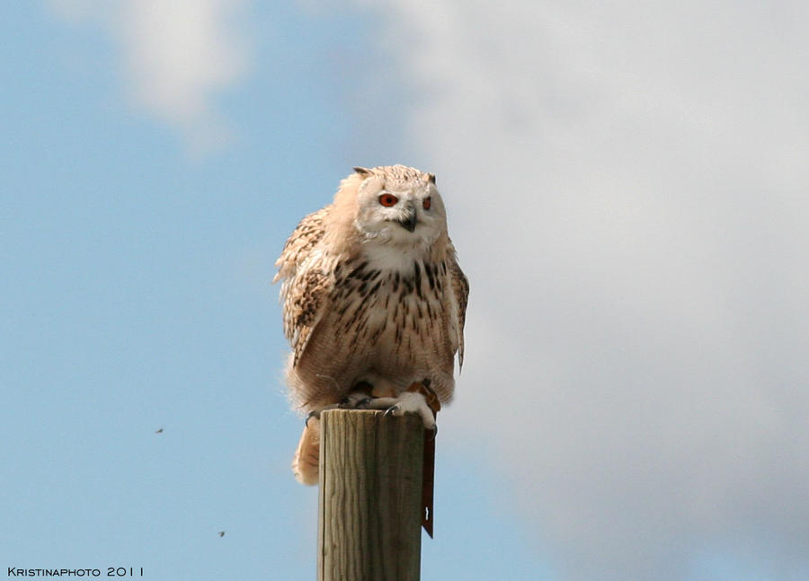 owl 4 by Kristinaphoto