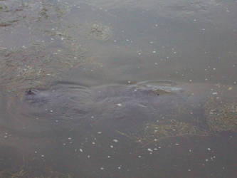 Sea Cows