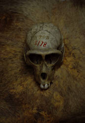 Morton Skull No. 208