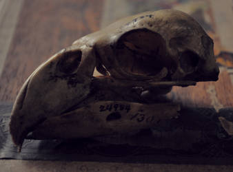 Morton Skull No. 1301