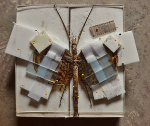 Walking Stick: Drying and Pinning