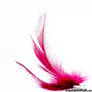 feather II