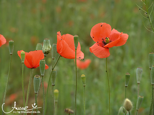 poppies I