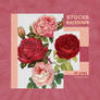 +Pack PNG Flowers stock