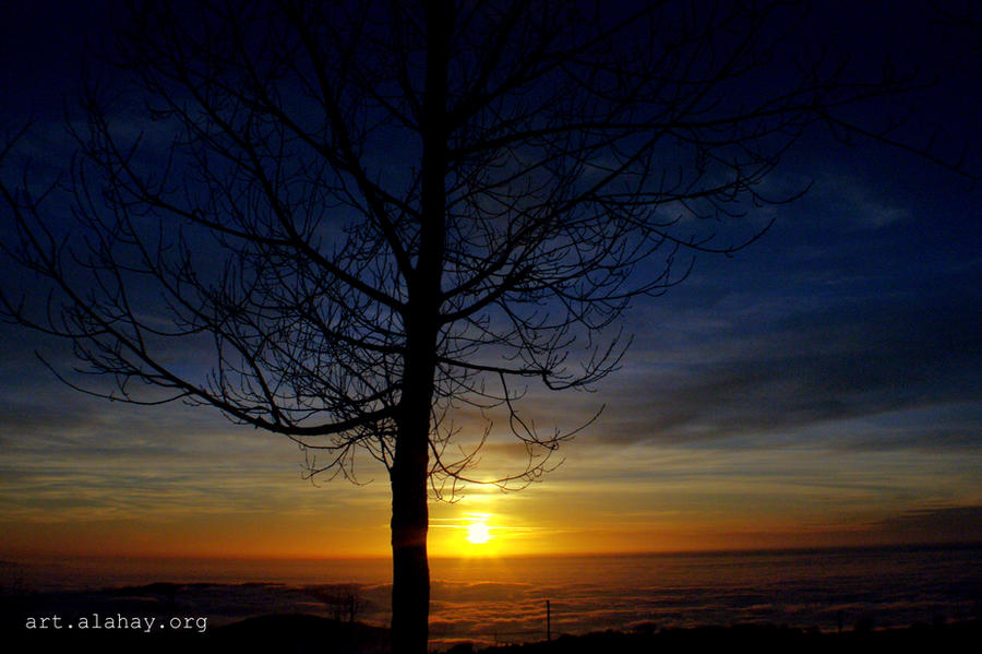 Tree Silhouette