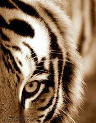 Eye of the Tiger