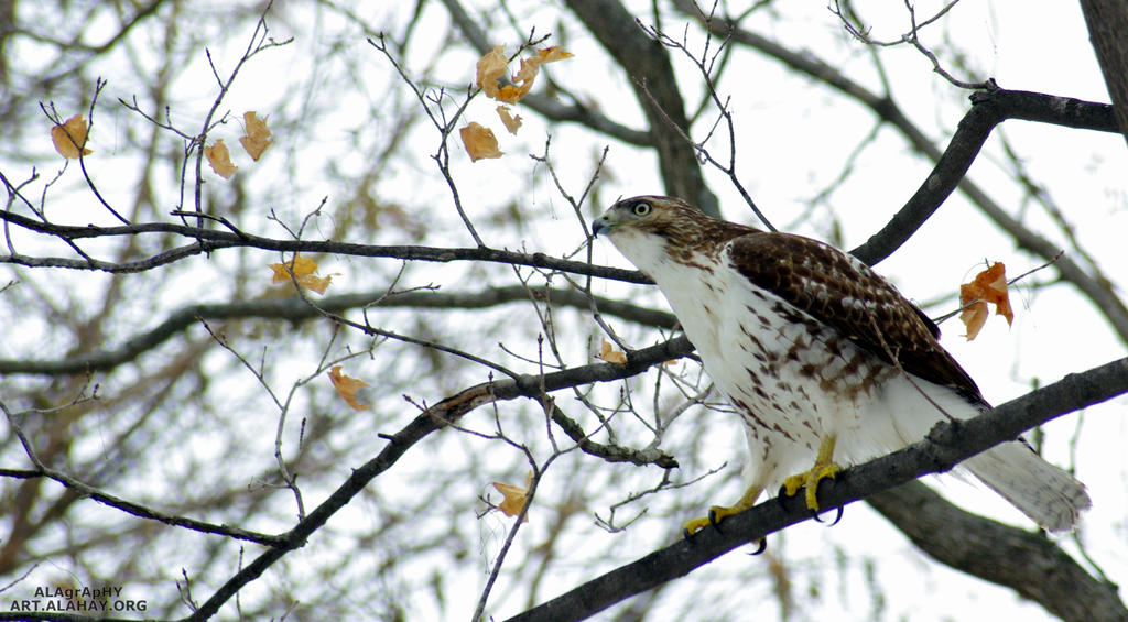 Eagle on Campus