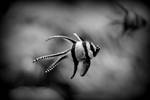 zebra + fish by alahay