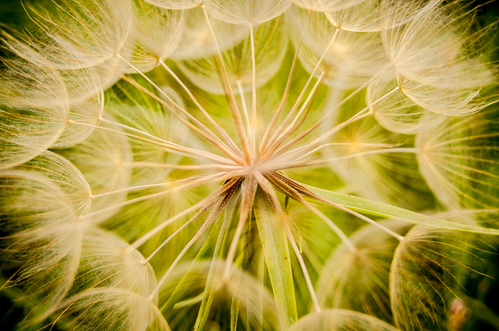 Salsify