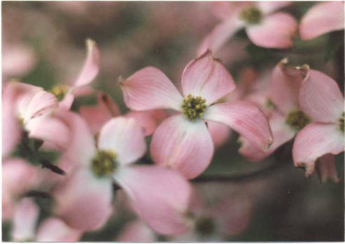 Cornus florida