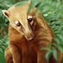 Coati - Nasua