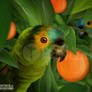 Parrots and Oranges