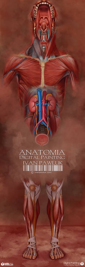 ANATOMY IVAN PAWLUK