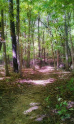 Lick Creek Trail In The Summer