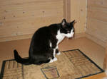 Cat on my doormat by schoolfilmer