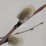 Salix buds