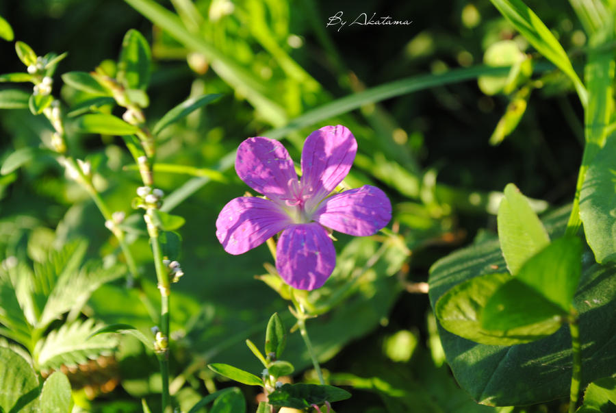 Wood's geranium.