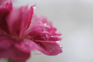 Pink drops