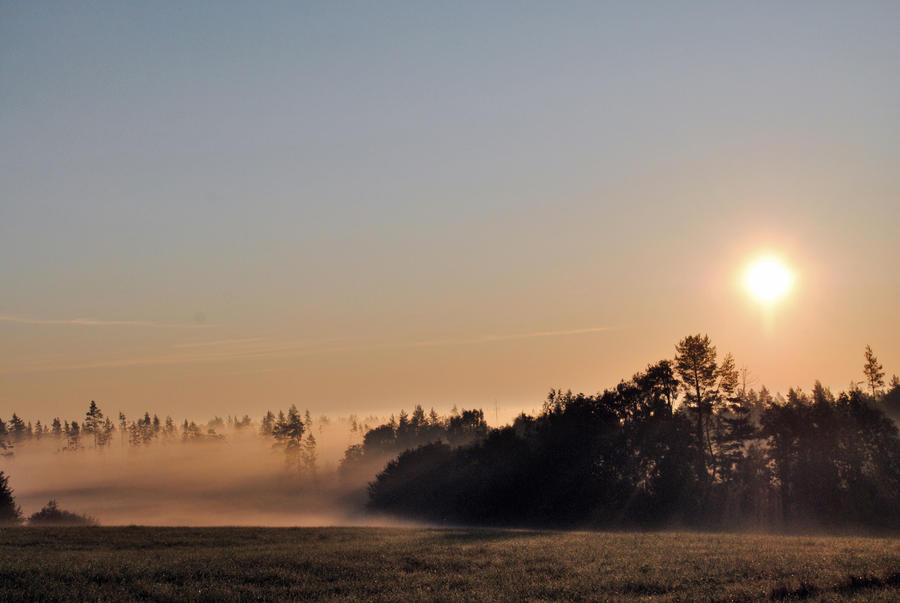 Morning field