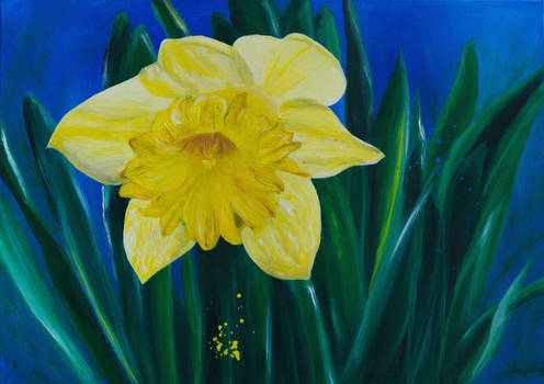 Daffodil