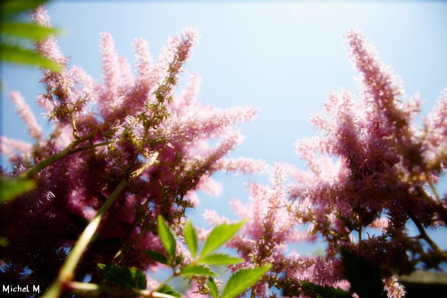 Tall Tower Flower