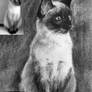 Siamese Cat