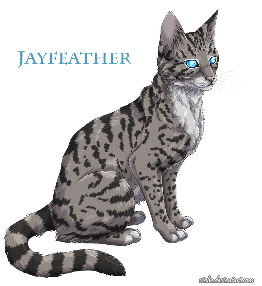 Jayfeather by fiftysevensky on DeviantArt