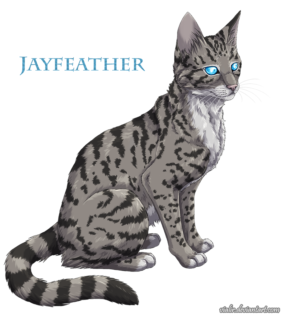 jayfeather by Violetkay214 on DeviantArt