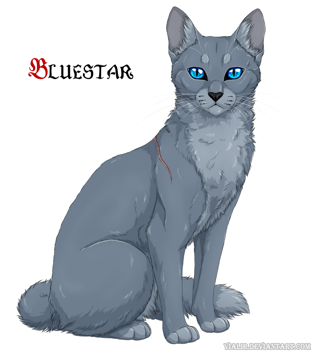 Bluestar By Vialir On DeviantArt bluestar-by-vialir-on-deviantart