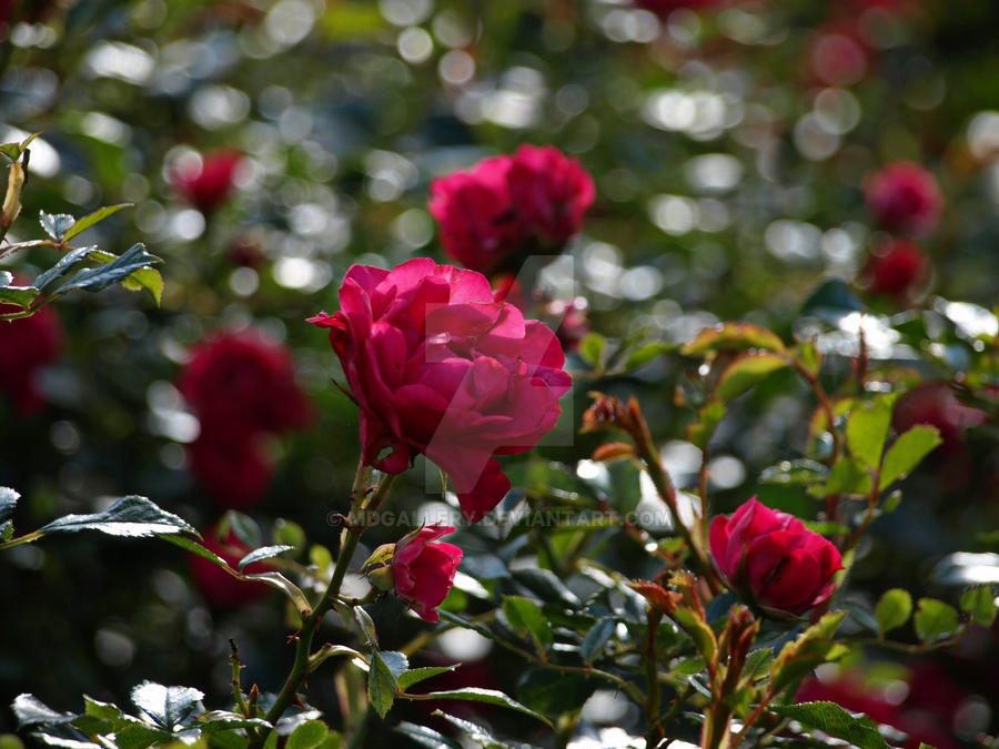 Sparkling roses by MDGallery on DeviantArt
