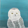 Snowy Owl