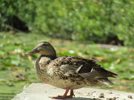 Mallard Duck (Female)