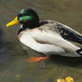 Mallard Duck (Male)