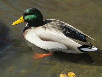 Mallard Duck (Male)