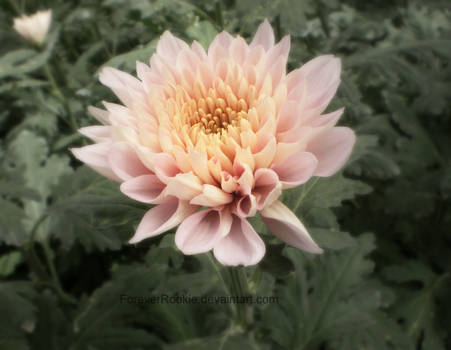 Pink Chrysanthemum