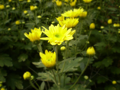 Yellow Chrysanthemum