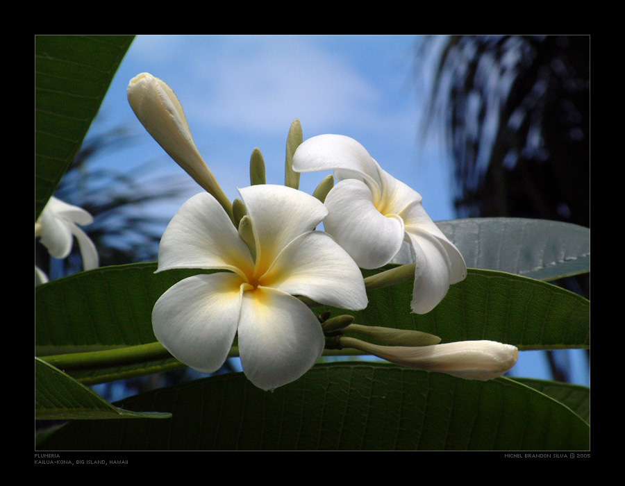 Plumeria