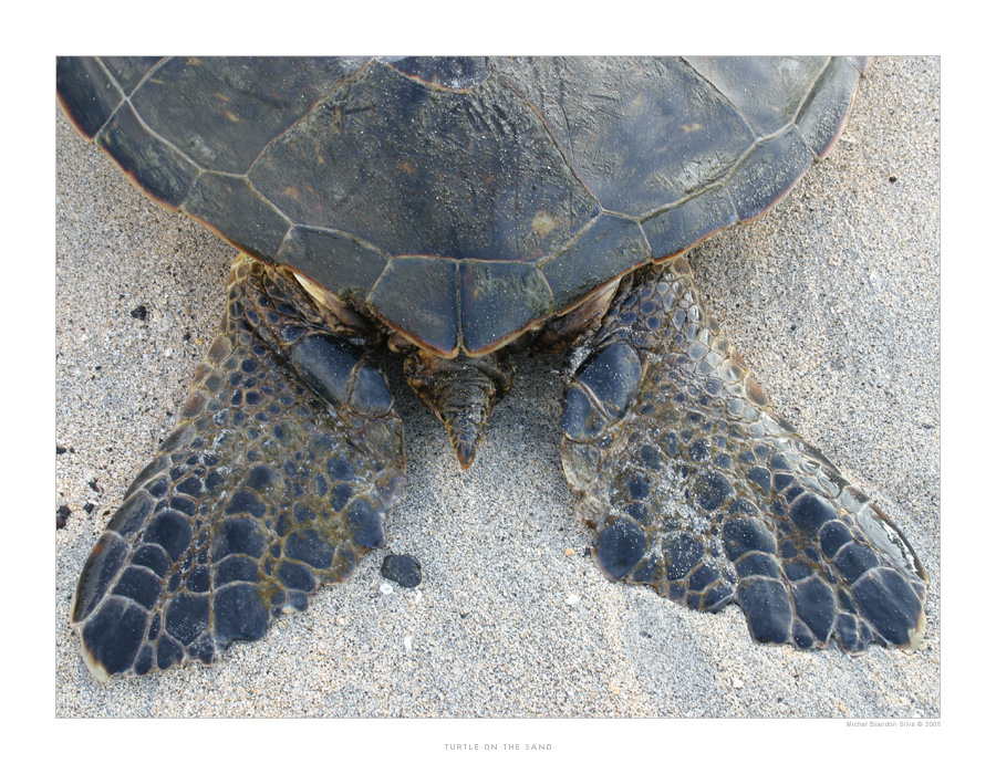 Turtle on the Sand