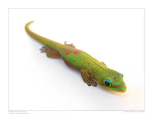 Madagascar Day Gecko II