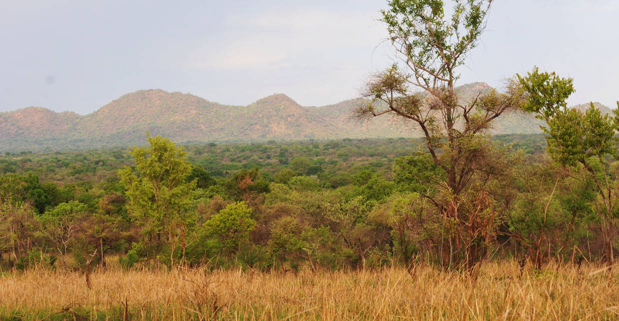 Особенности растительности саванны и редколесья. Судан Саванна. Климат Южного Судана.