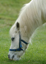 Miniature Horse Big Beauty