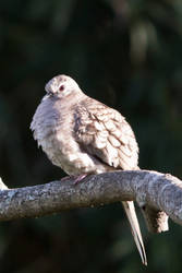 Inca Dove