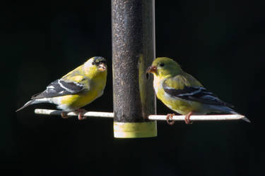 Goldfinches