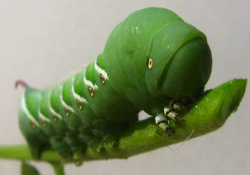 Green Caterpillar Macro